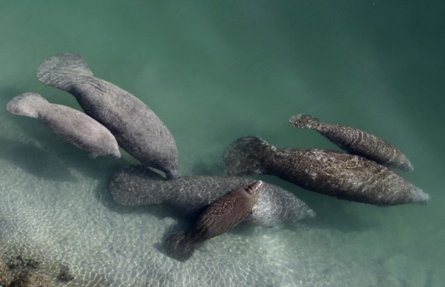 Manatees Deaths In Florida: Environmental Issue