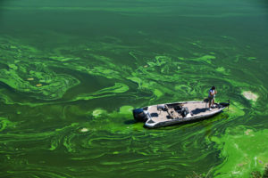 C09GBD A bass fisherman casts for fish in the Toxic Blue Green Algae in the Copco Reservoir in Northern California.